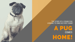 [Video] How To Avoid Mortgage Let Down -> A Mortgage Pug Story!